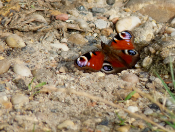 Biodiversité de Bussac 1
