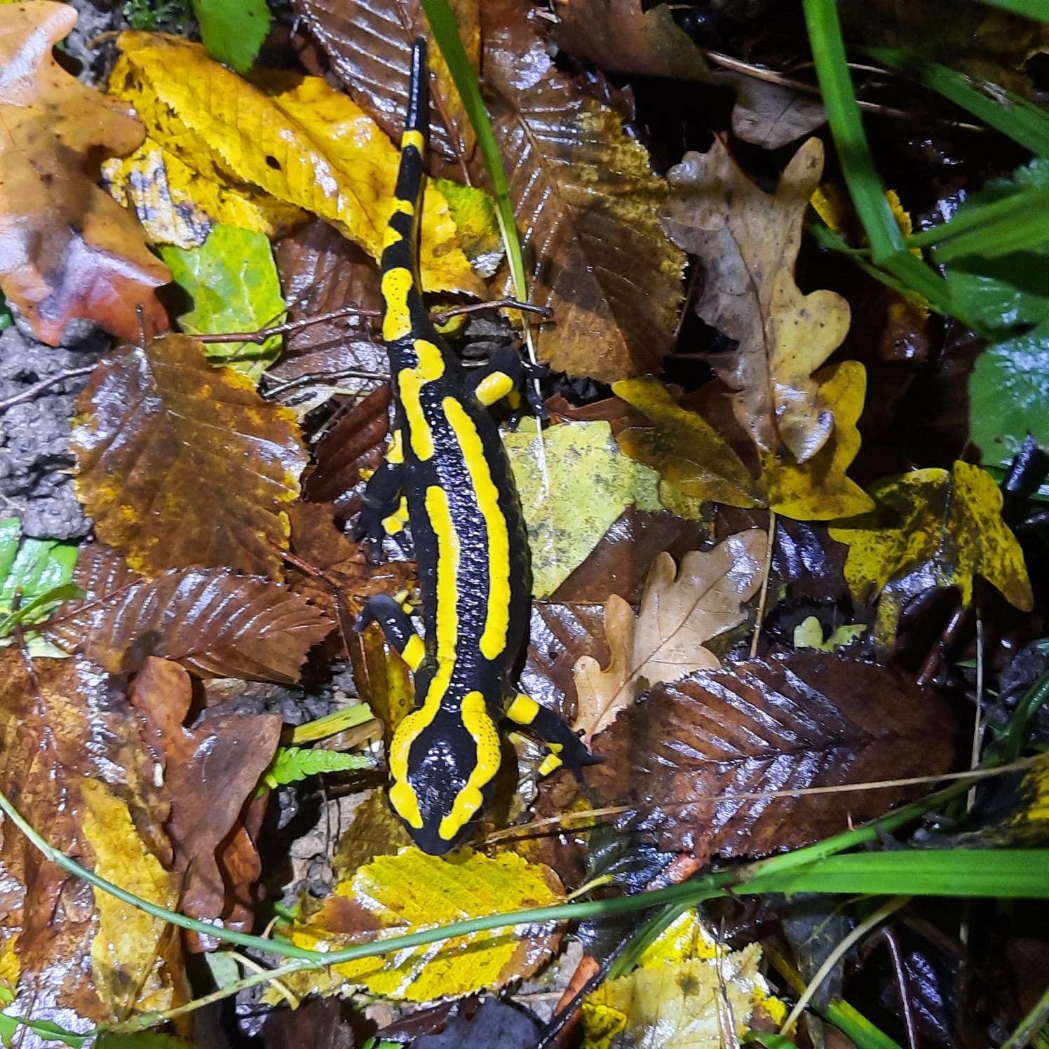 Biodiversité de Bussac 2