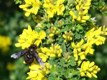 Biodiversité de Bussac 3